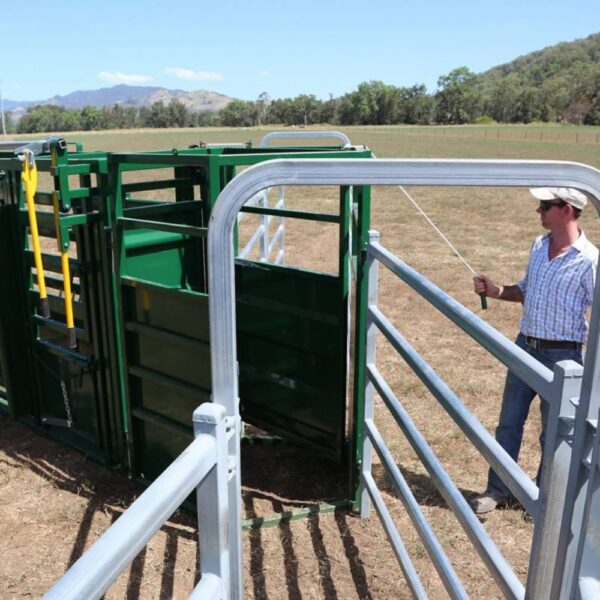 Arrowquip-Q-GATE-Two-Way-Sorting-System-Attached-to-Cattle-Crush